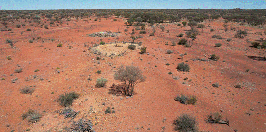 A desert with small bushes and bushes AI-generated content may be incorrect.